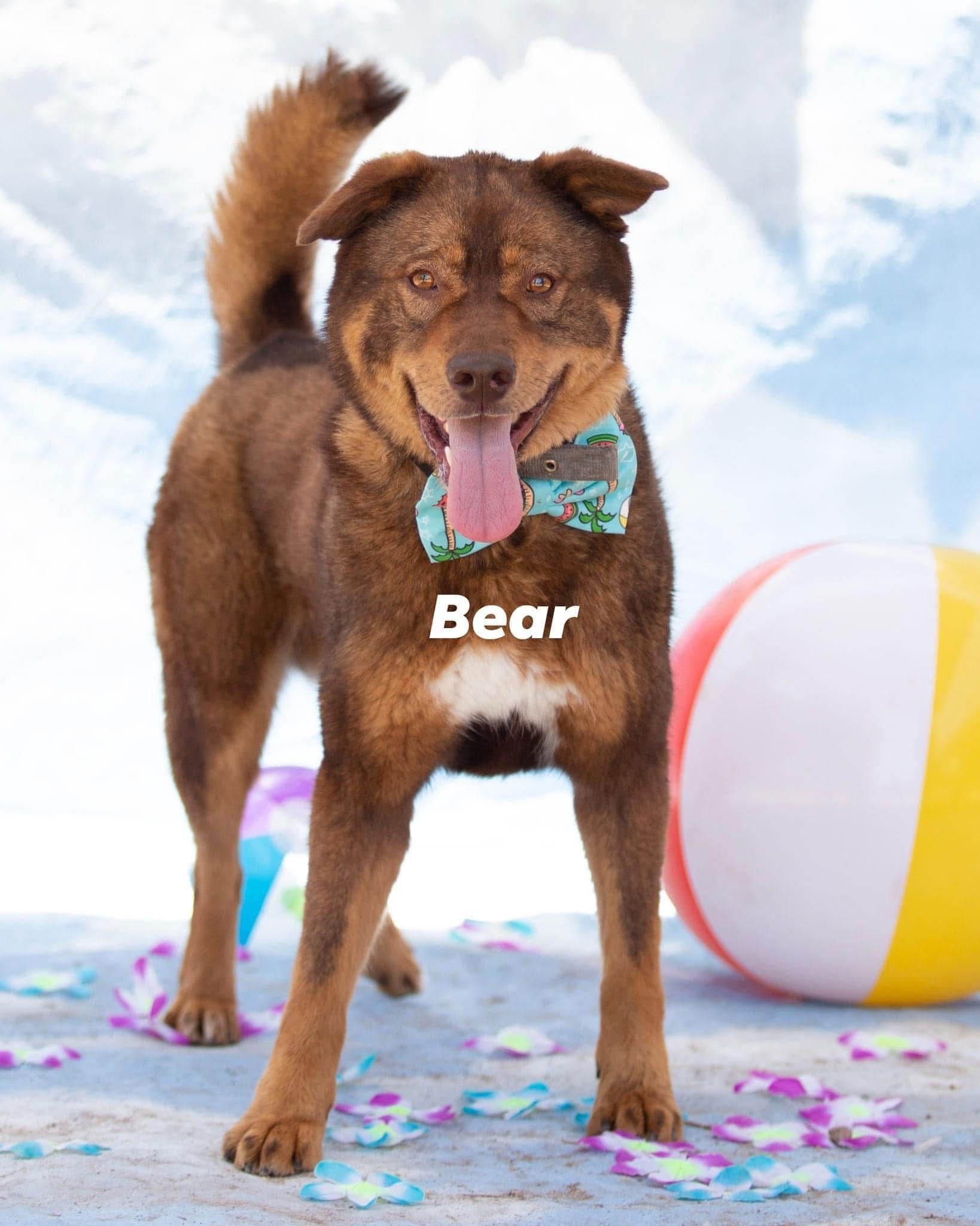 Bear, ADOPTABLE, Adult Male Shepherd & Jindo.