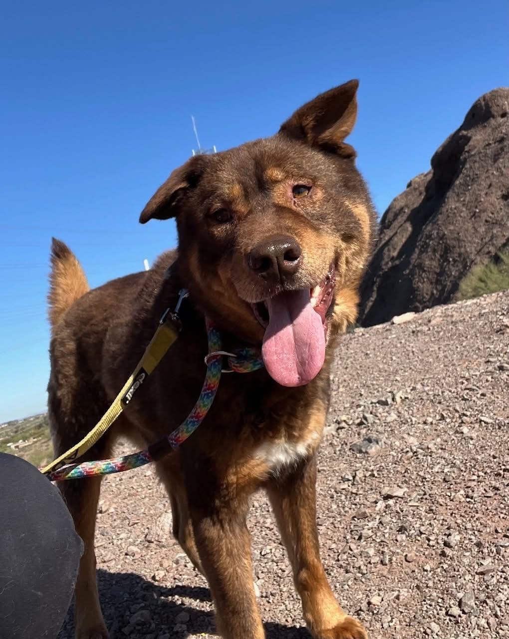 Enlarge Bear, a ADOPTABLE mixed breed in Tucson, AZ image 2/4