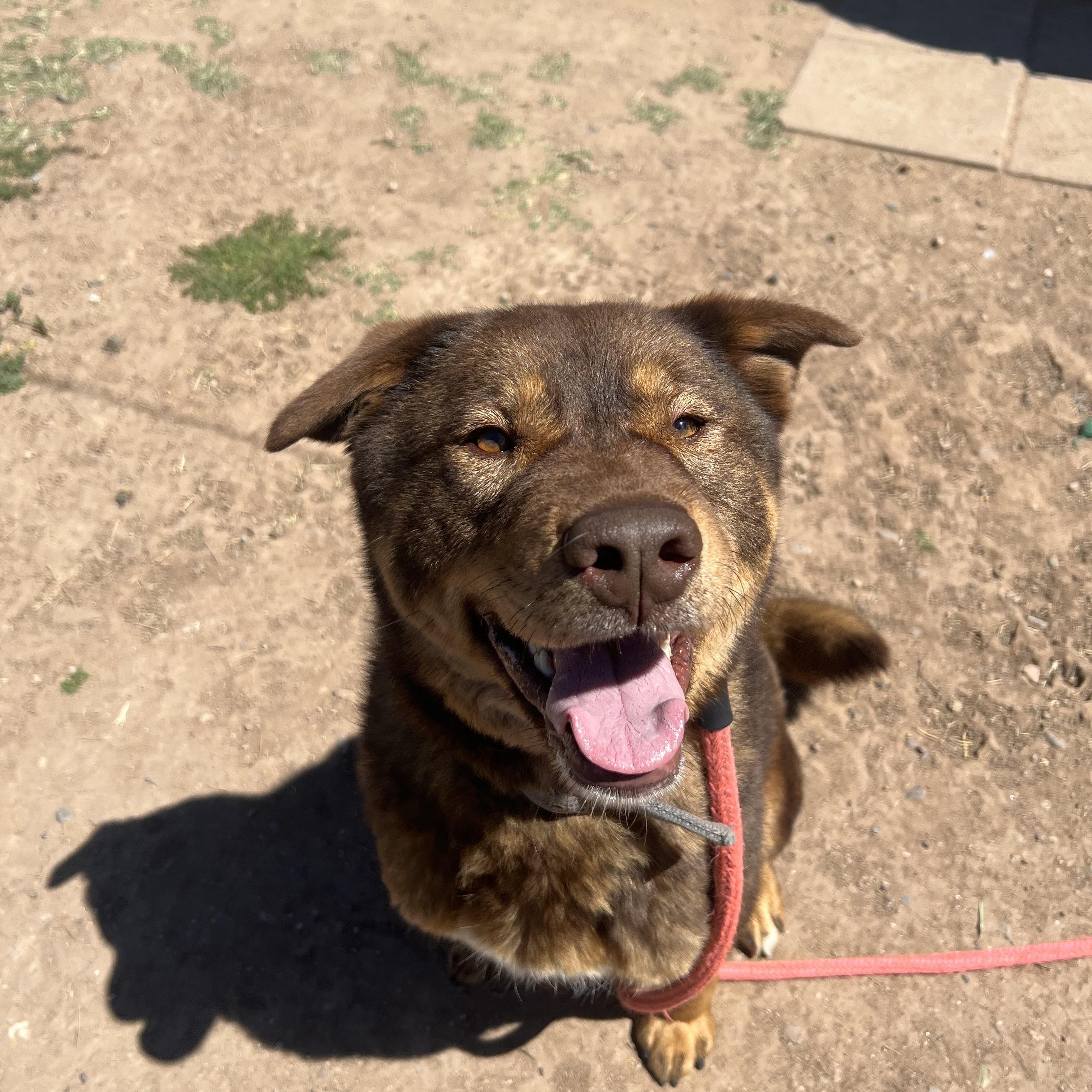 Enlarge Bear, a ADOPTABLE mixed breed in Tucson, AZ image 4/4
