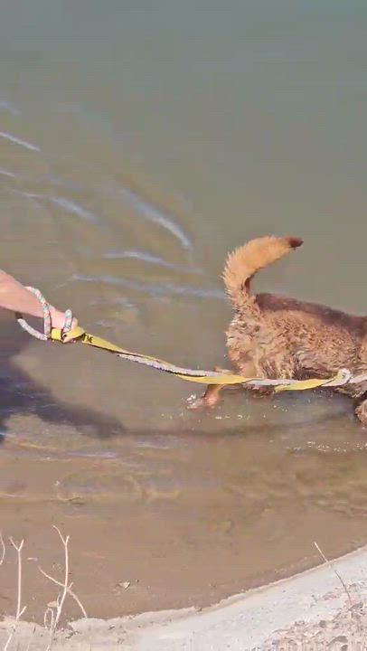 Enlarge Bear, a ADOPTABLE mixed breed in Tucson, AZ video 3/4