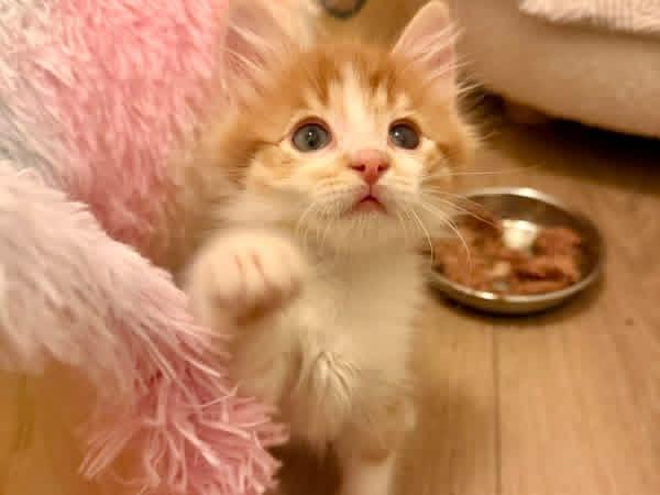 Slash, an adopted Domestic Medium Hair in Chicago, IL image 2/5
