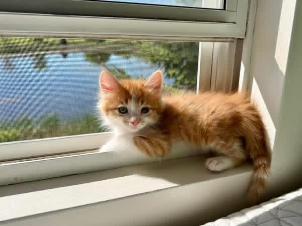 Slash, adopted, Kitten Male Domestic Medium Hair.