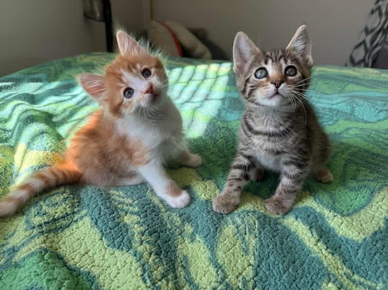 Slash, an adopted Domestic Medium Hair in Chicago, IL image 3/5