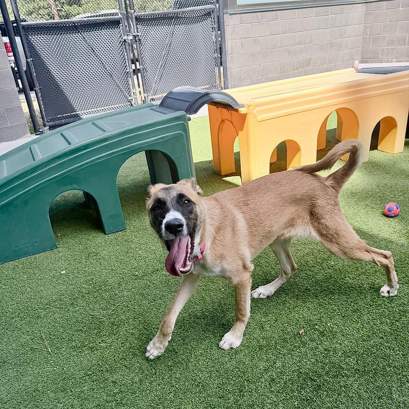 Gwenda, a ADOPTABLE Mixed Breed in Truckee, CA image 3/4