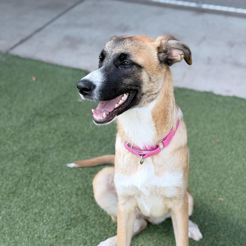 Gwenda, a ADOPTABLE Mixed Breed in Truckee, CA image 4/4