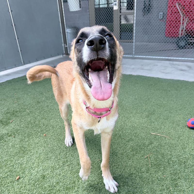 Gwenda, a ADOPTABLE Mixed Breed in Truckee, CA image 2/4