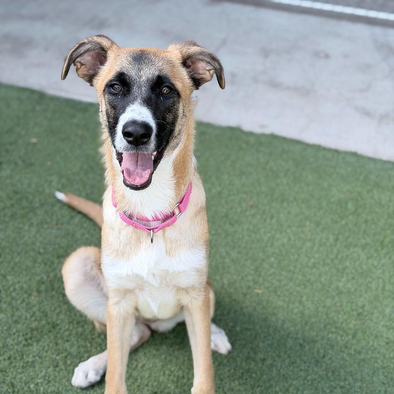 Gwenda, a ADOPTABLE Mixed Breed in Truckee, CA image 1/4