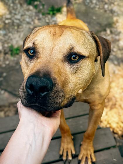 Todd, Adoptable, Adult Male Mixed Breed & Mixed Breed.