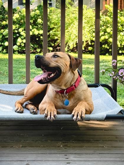 Todd, a Adoptable Mixed Breed in Cincinnati, OH image 2/3