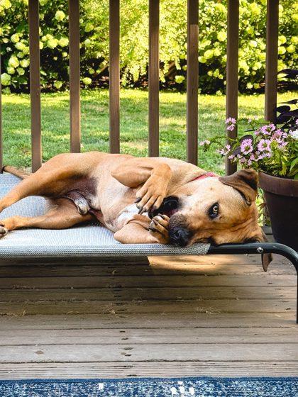 Todd, a Adoptable Mixed Breed in Cincinnati, OH image 3/3