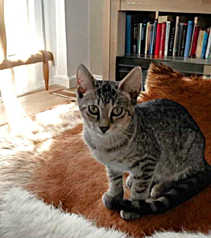 Enlarge Bam Bam, a Adoptable American Shorthair in Lakeland, FL image 3/4