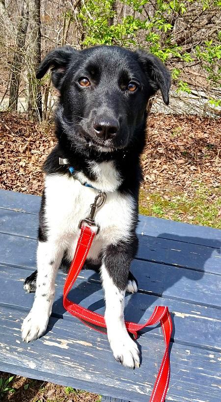 Enlarge BUBBA, an adopted mixed breed in Pegram, TN image 1/5
