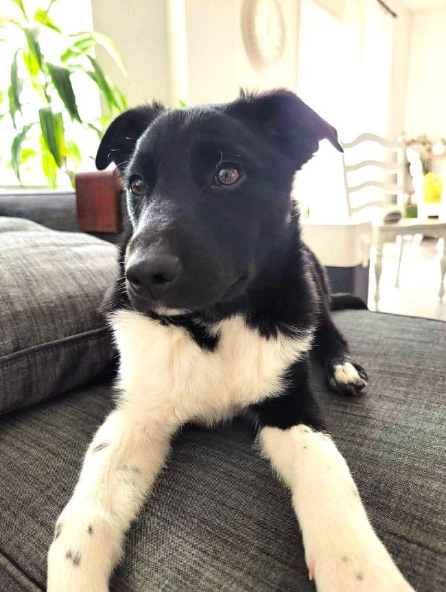 Enlarge BUBBA, an adopted mixed breed in Pegram, TN image 2/5