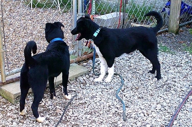 Enlarge BUBBA, an adopted mixed breed in Pegram, TN image 5/5