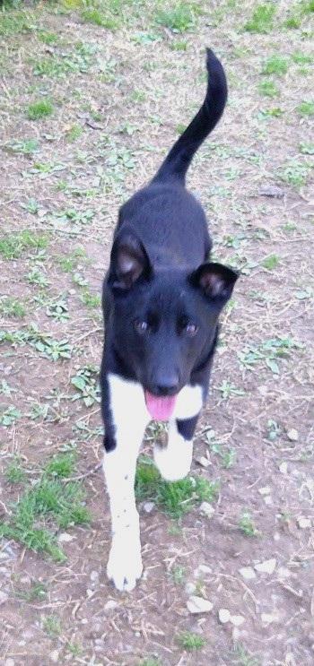 Enlarge BUBBA, an adopted mixed breed in Pegram, TN image 4/5