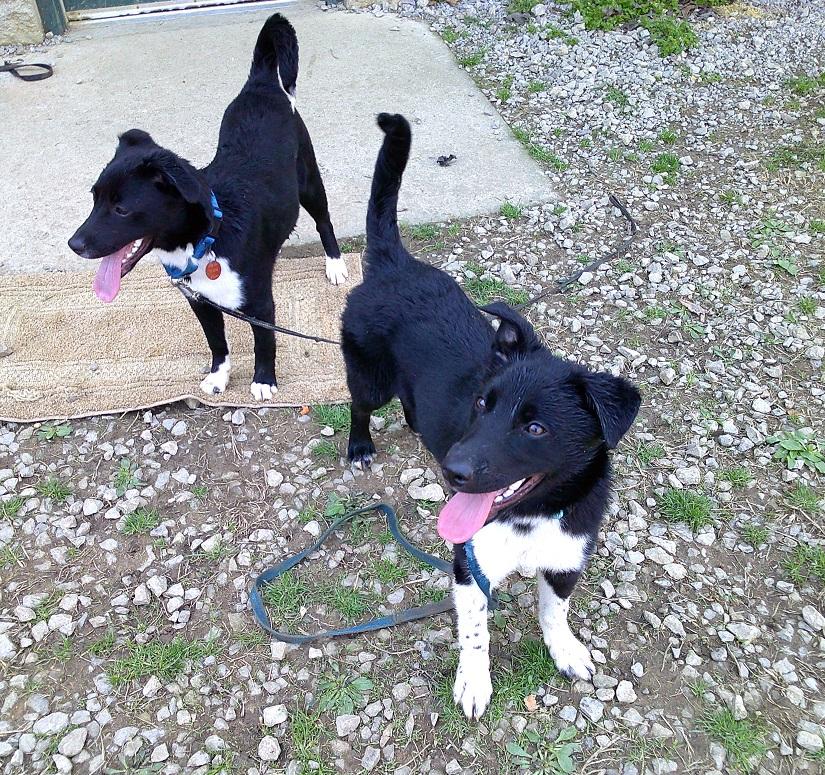 Enlarge BUBBA, an adopted mixed breed in Pegram, TN image 3/5