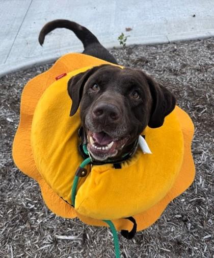 Diglet, Adoptable, Senior Male Labrador Retriever & Mixed Breed.