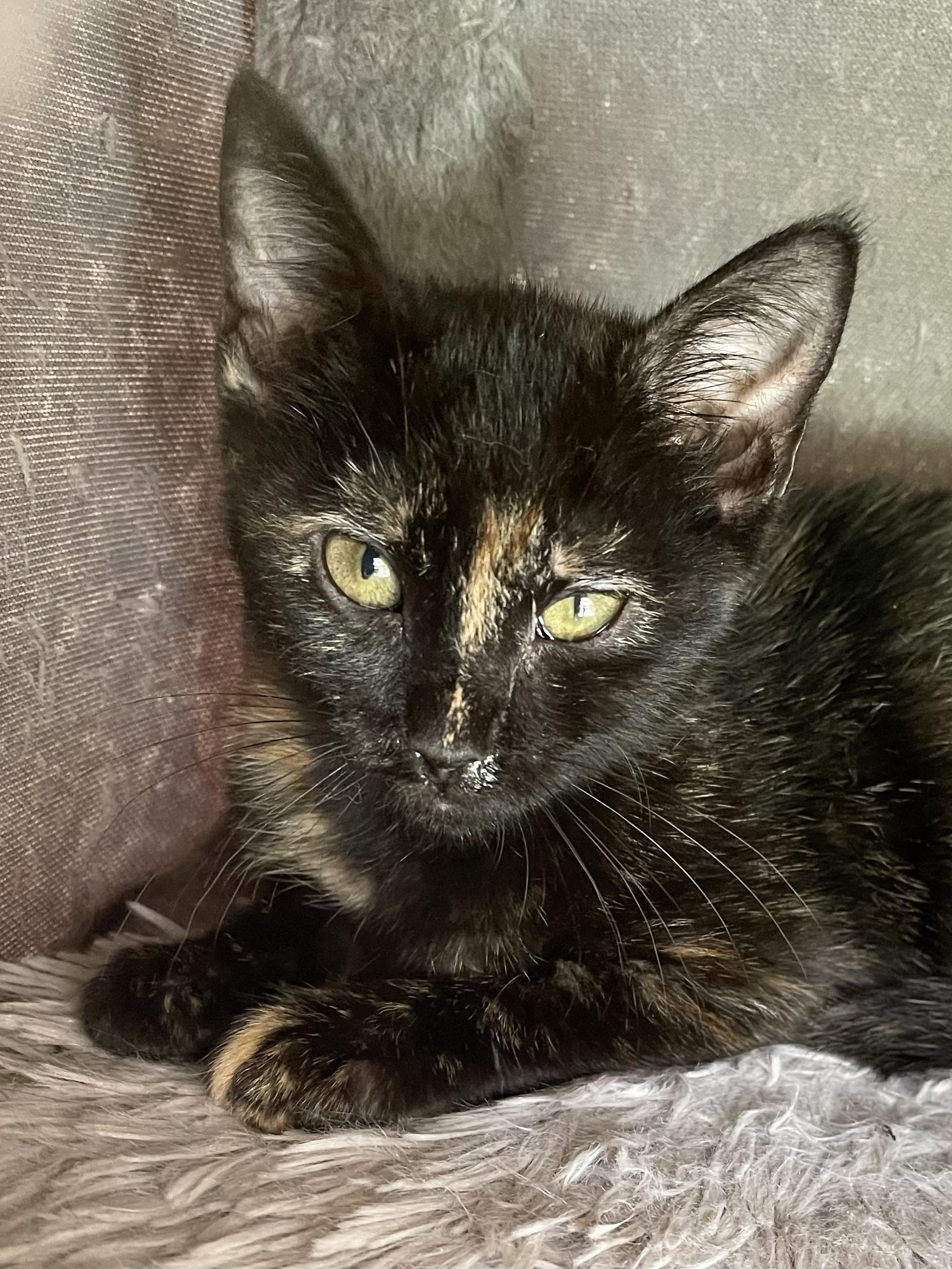 Chardonney, Adoptable, Kitten Female Domestic Short Hair & Tortoiseshell.