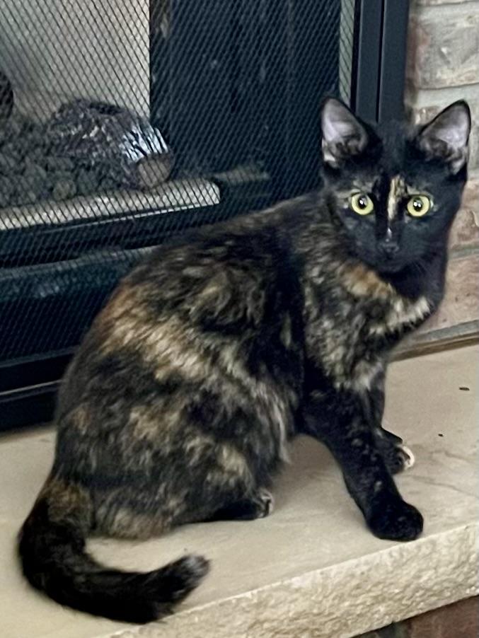 Enlarge Chardonney, a Adoptable mixed breed in Belvidere, IL image 1/3