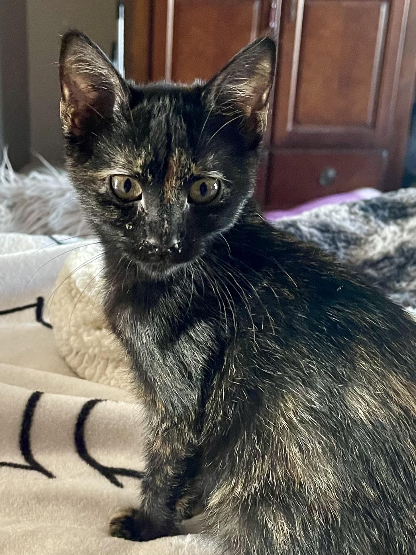 Enlarge Chardonney, a Adoptable mixed breed in Belvidere, IL image 2/5