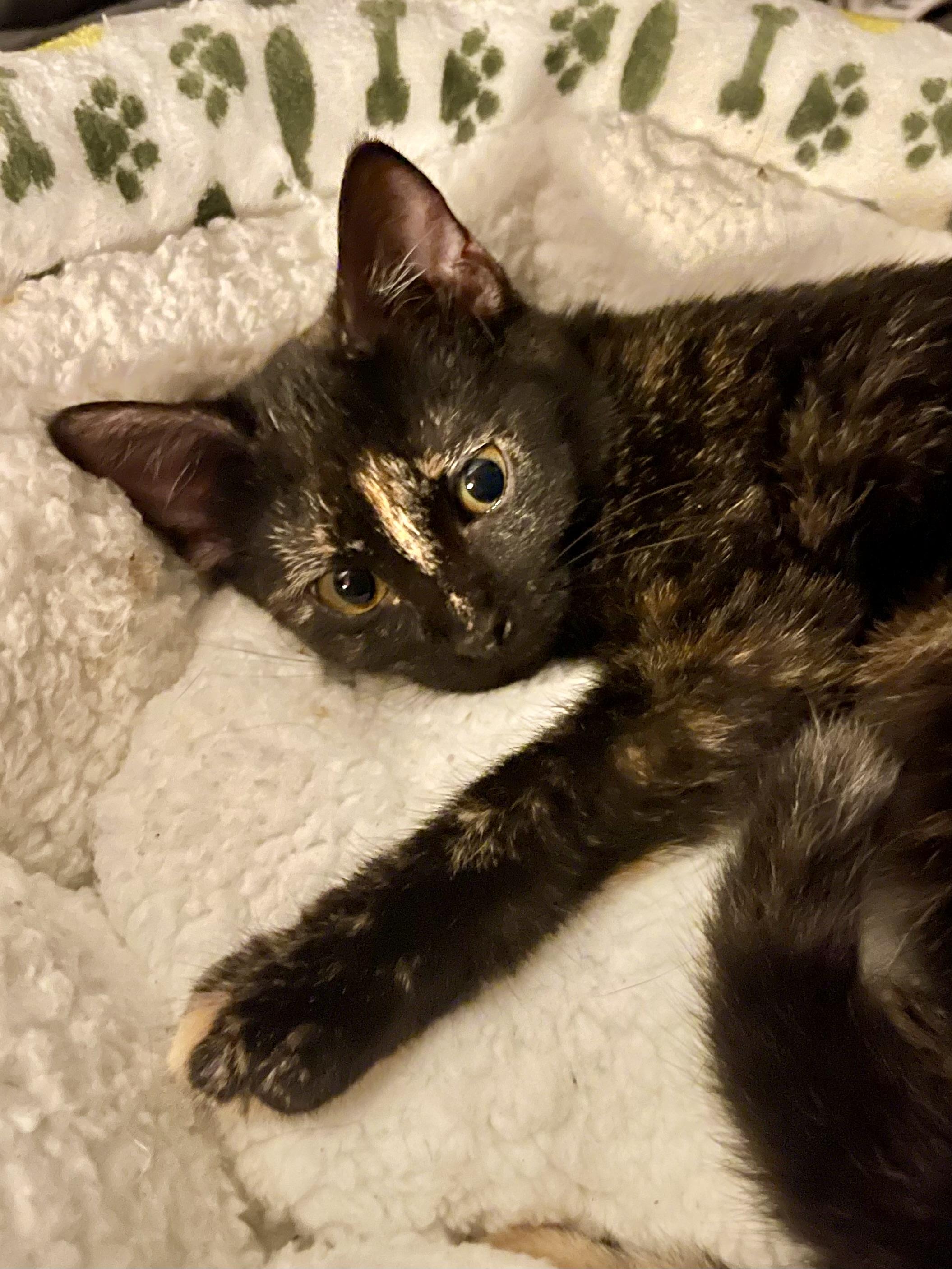 Enlarge Chardonney, a Adoptable mixed breed in Belvidere, IL image 4/5