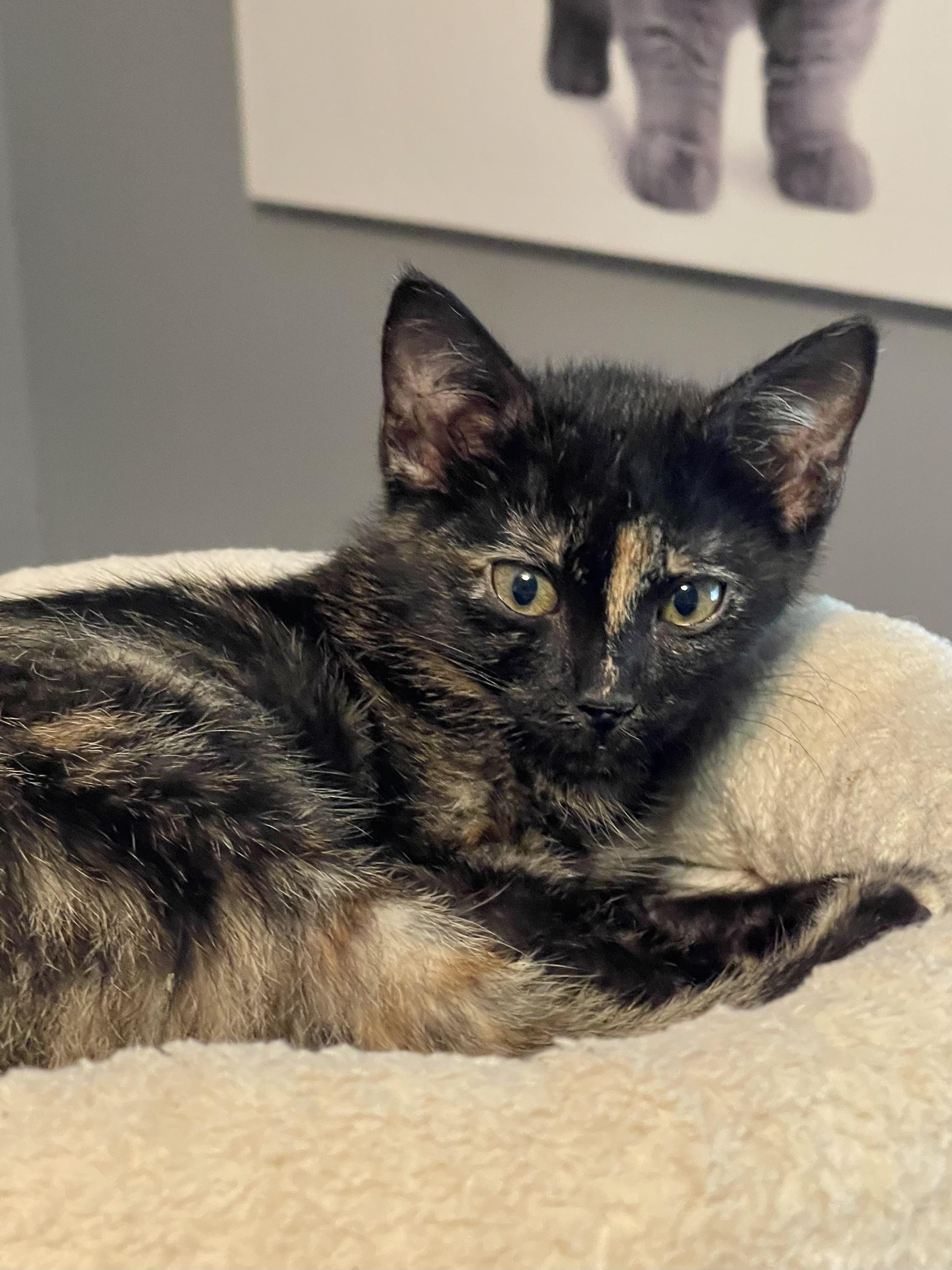 Enlarge Chardonney, a Adoptable mixed breed in Belvidere, IL image 5/5