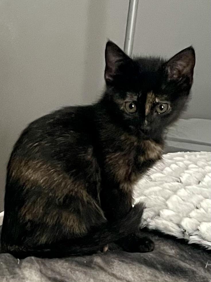 Enlarge Chardonney, a Adoptable mixed breed in Belvidere, IL image 3/5