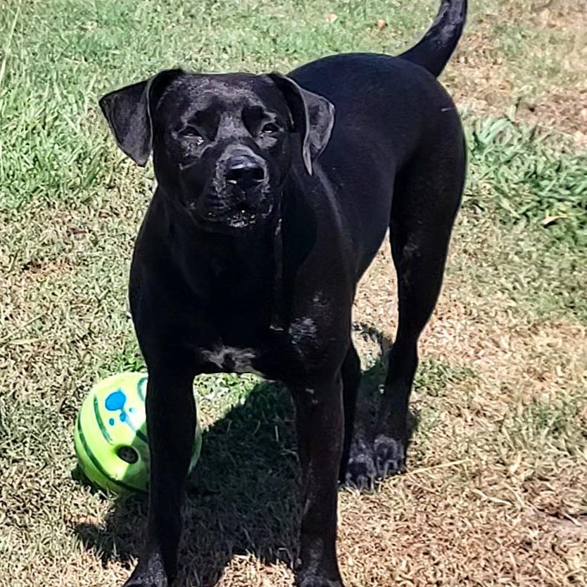 Enlarge Autumn, a Adoptable mixed breed in Wilmington, NC image 2/6