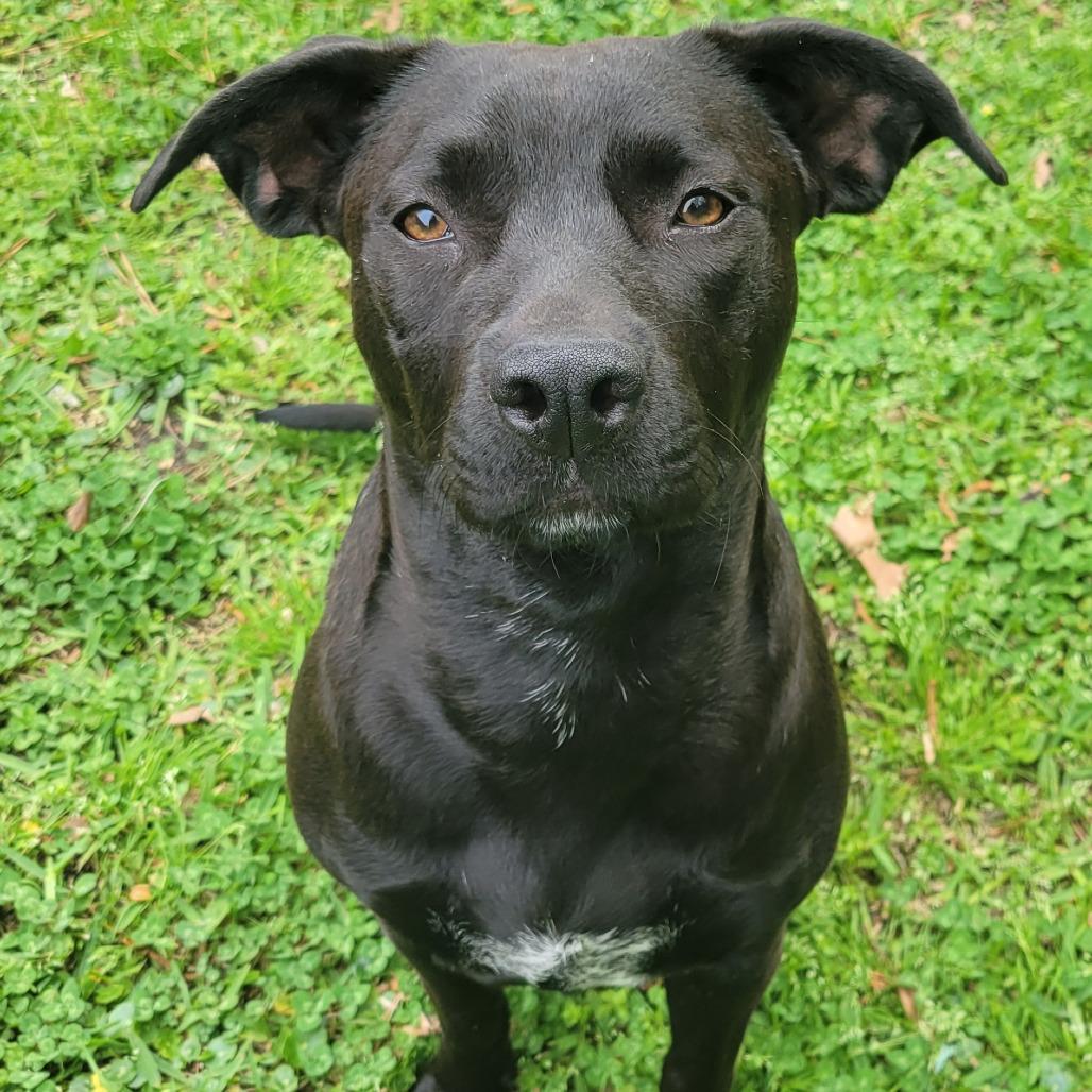 Enlarge Autumn, a Adoptable mixed breed in Wilmington, NC image 2/6