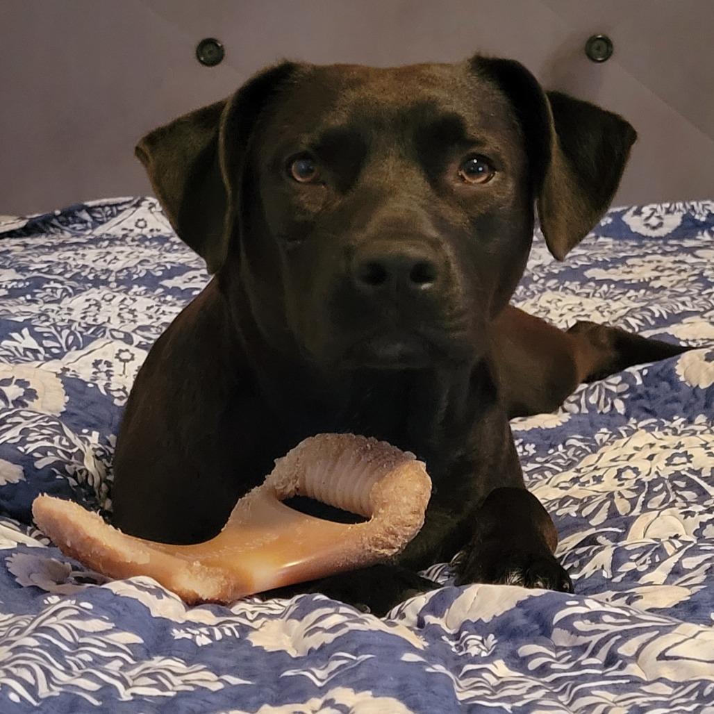 Autumn, Adoptable, Young Female Black Labrador Retriever & Pit Bull Terrier.