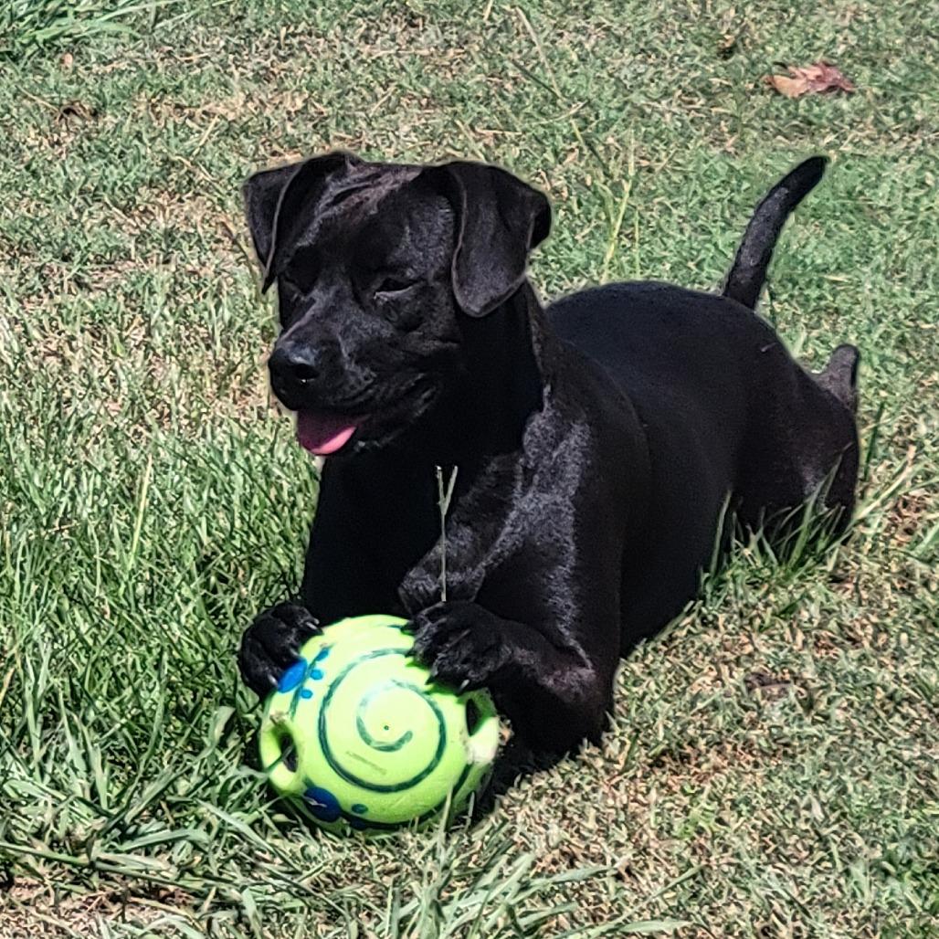 Enlarge Autumn, a Adoptable mixed breed in Wilmington, NC image 1/6