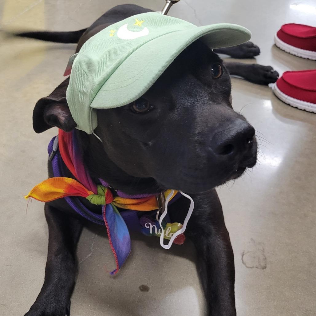 Enlarge Autumn, a Adoptable mixed breed in Wilmington, NC image 4/6