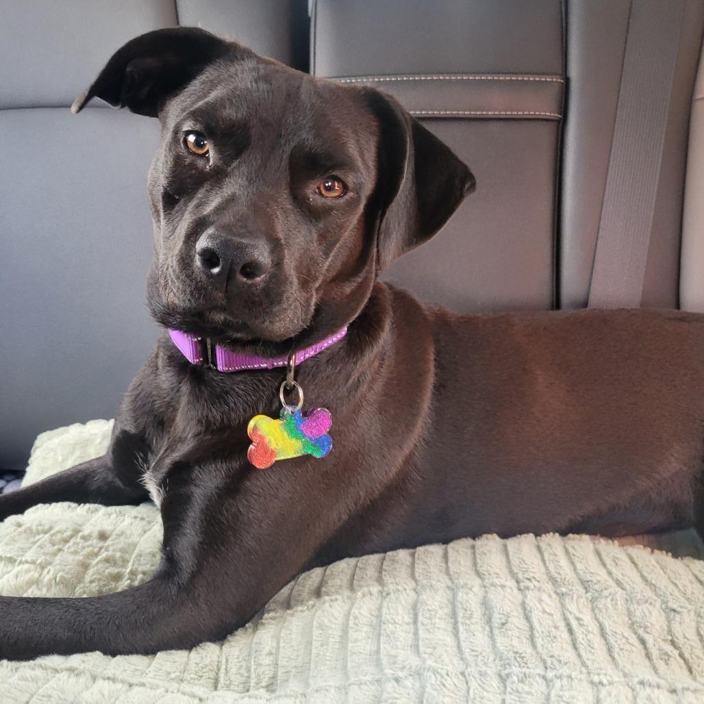 Enlarge Autumn, a Adoptable mixed breed in Wilmington, NC image 3/6