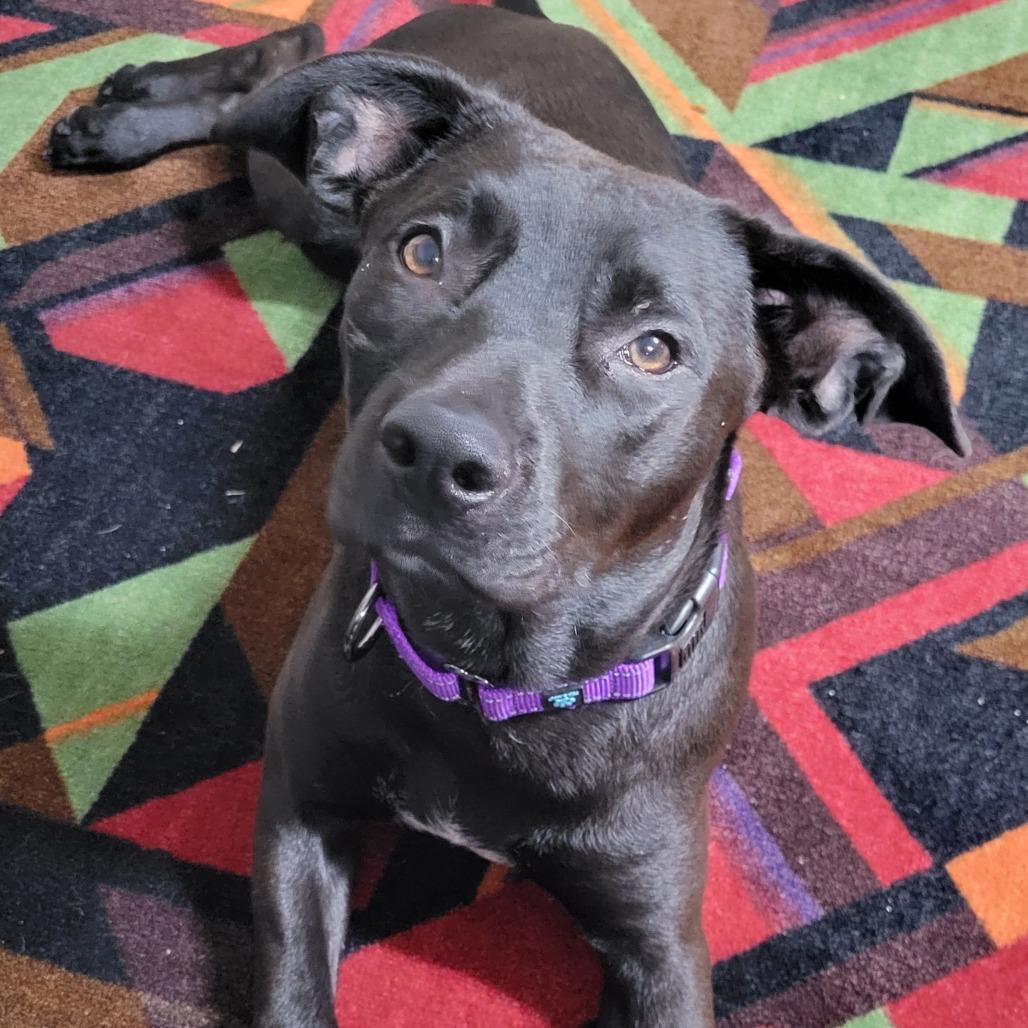 Enlarge Autumn, a Adoptable mixed breed in Wilmington, NC image 5/6
