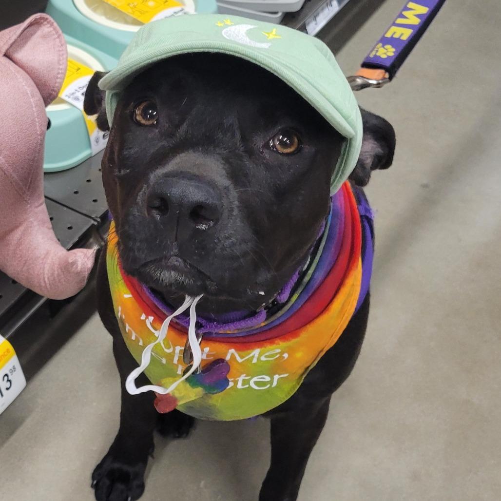 Enlarge Autumn, a Adoptable mixed breed in Wilmington, NC image 3/6