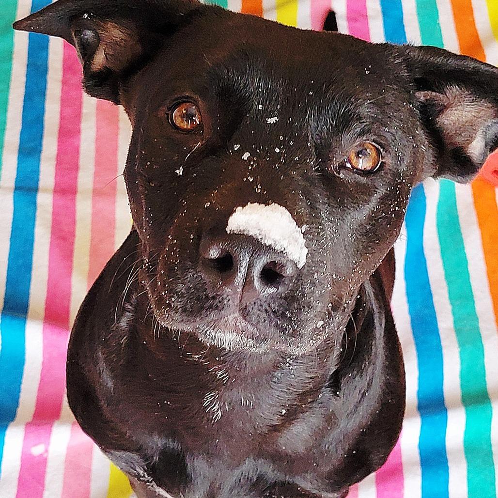 Enlarge Autumn, a Adoptable mixed breed in Wilmington, NC image 6/6
