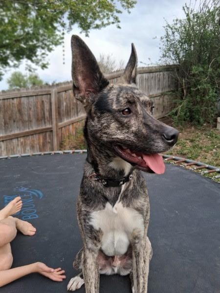 Enlarge Bartok, a Adoptable mixed breed in Westminster, CO image 3/5