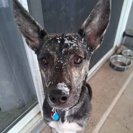 Enlarge Bartok, a Adoptable mixed breed in Westminster, CO image 2/5