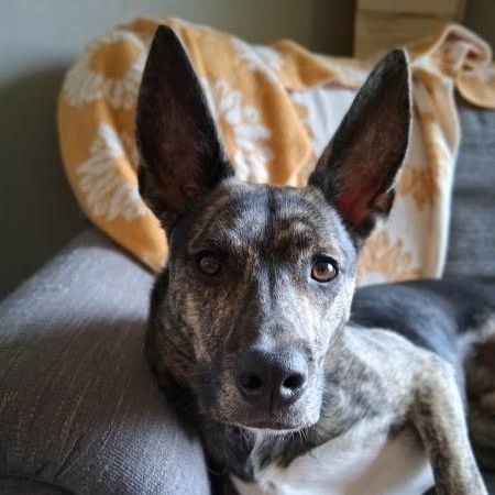 Enlarge Bartok, a Adoptable mixed breed in Westminster, CO image 1/5