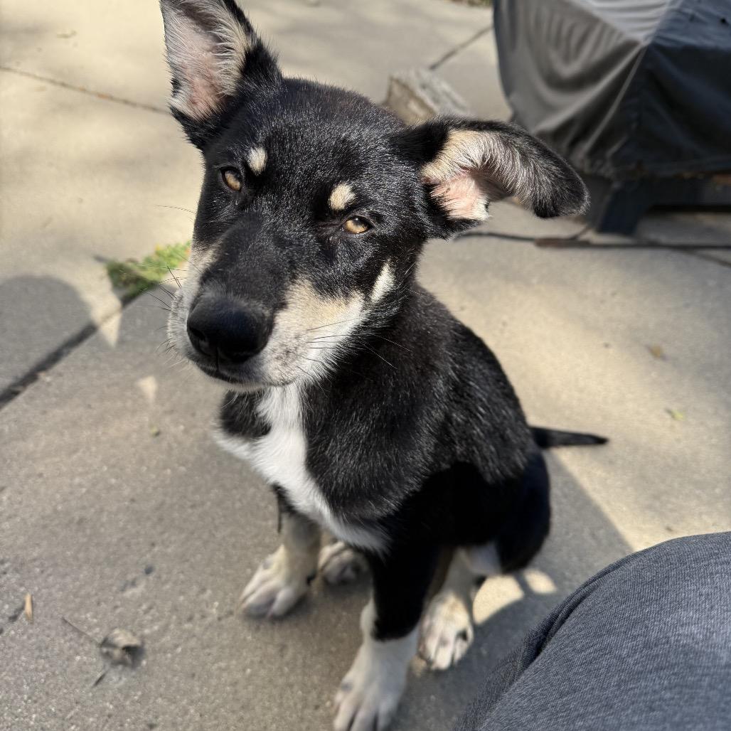 Enlarge Charlie, a Adoptable Mixed Breed in Bismarck, ND image 2/6