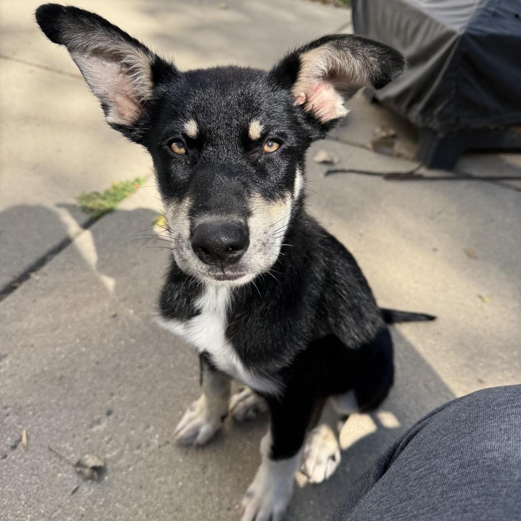 Enlarge Charlie, a Adoptable Mixed Breed in Bismarck, ND image 3/6