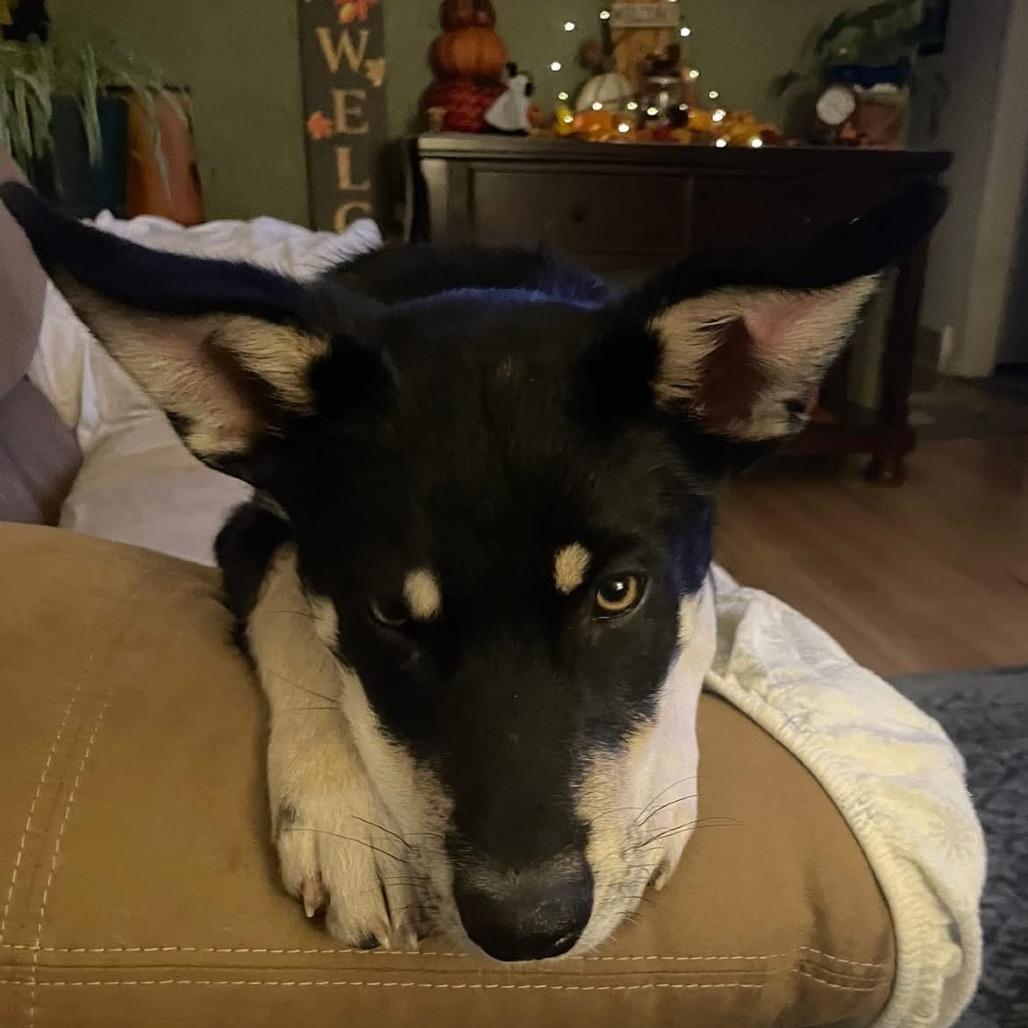 Enlarge Charlie, a Adoptable Mixed Breed in Bismarck, ND image 5/6