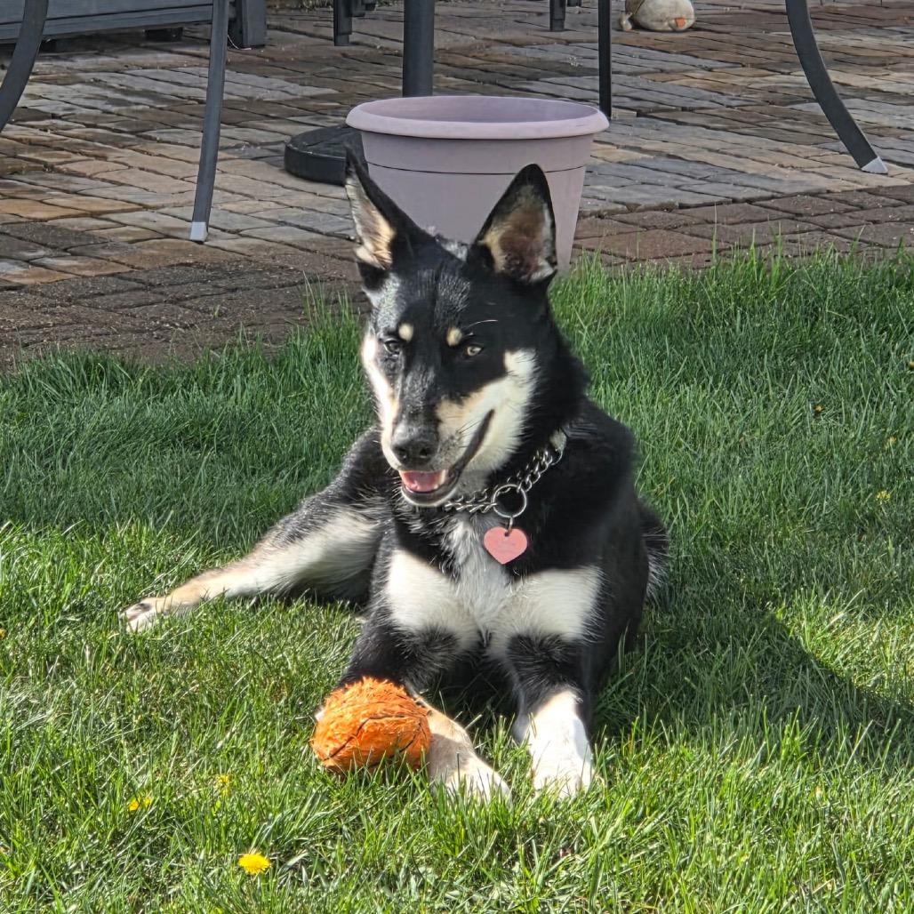 Enlarge Charlie, a Adoptable Mixed Breed in Bismarck, ND image 6/6