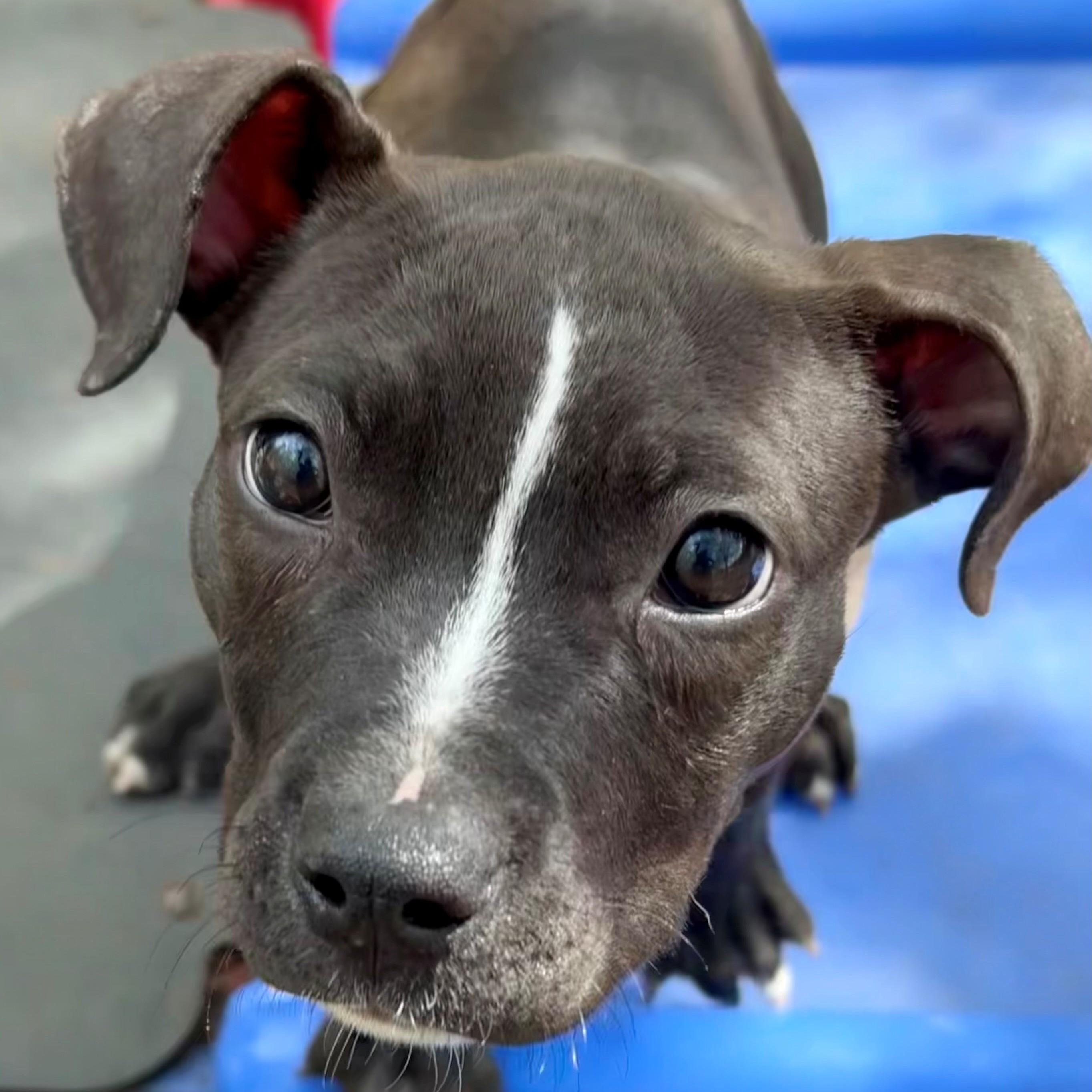Enlarge Amy - #50526, a ADOPTABLE mixed breed in Columbia, MD image 1/6