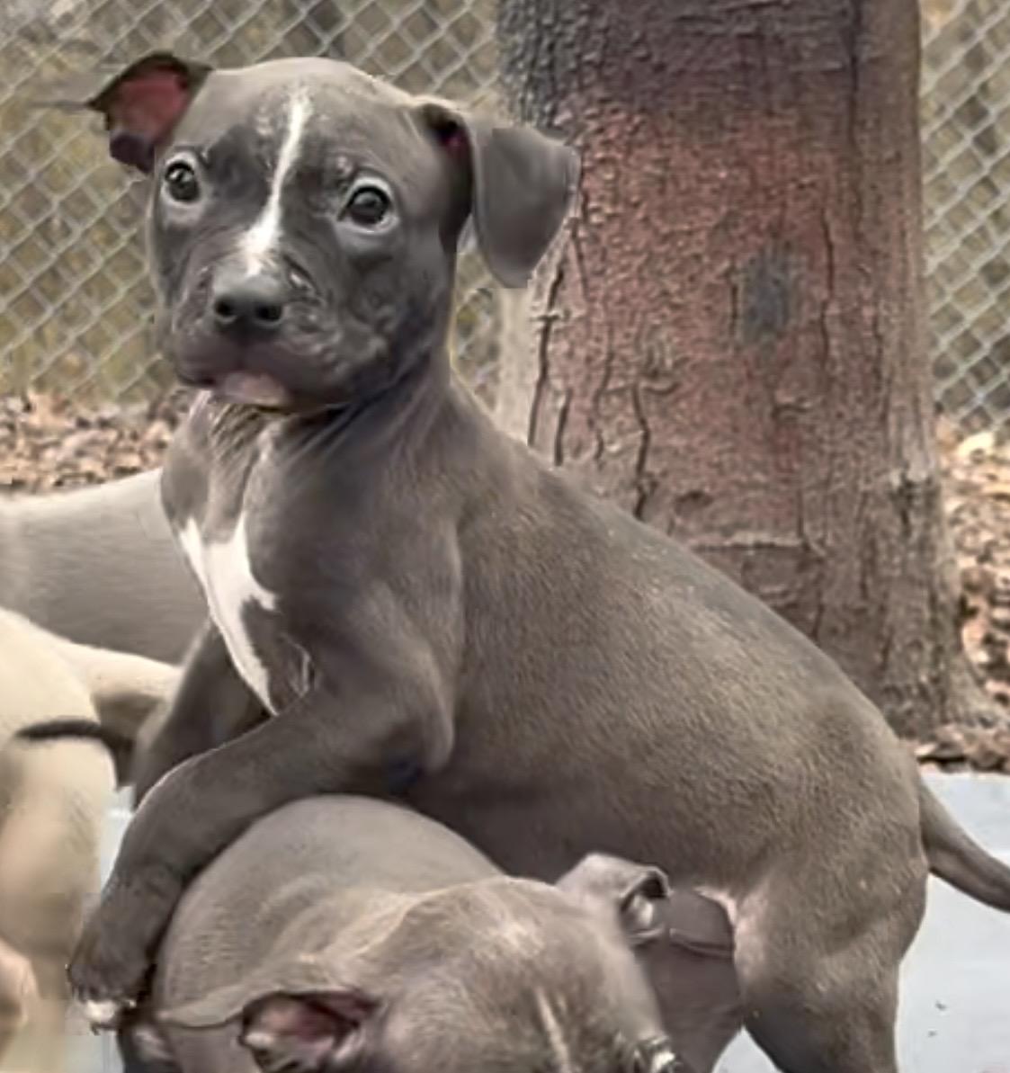 Amy - #50526, ADOPTABLE, Puppy Female Chihuahua & Pit Bull Terrier.