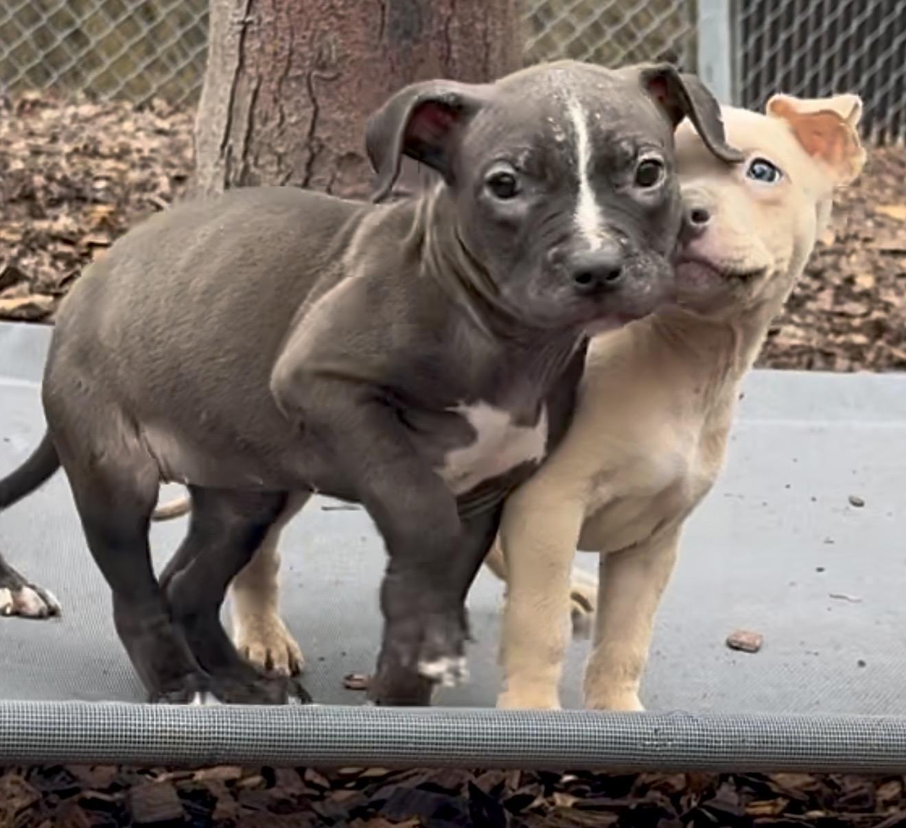 Enlarge Amy - #50526, a ADOPTABLE mixed breed in Columbia, MD image 6/6