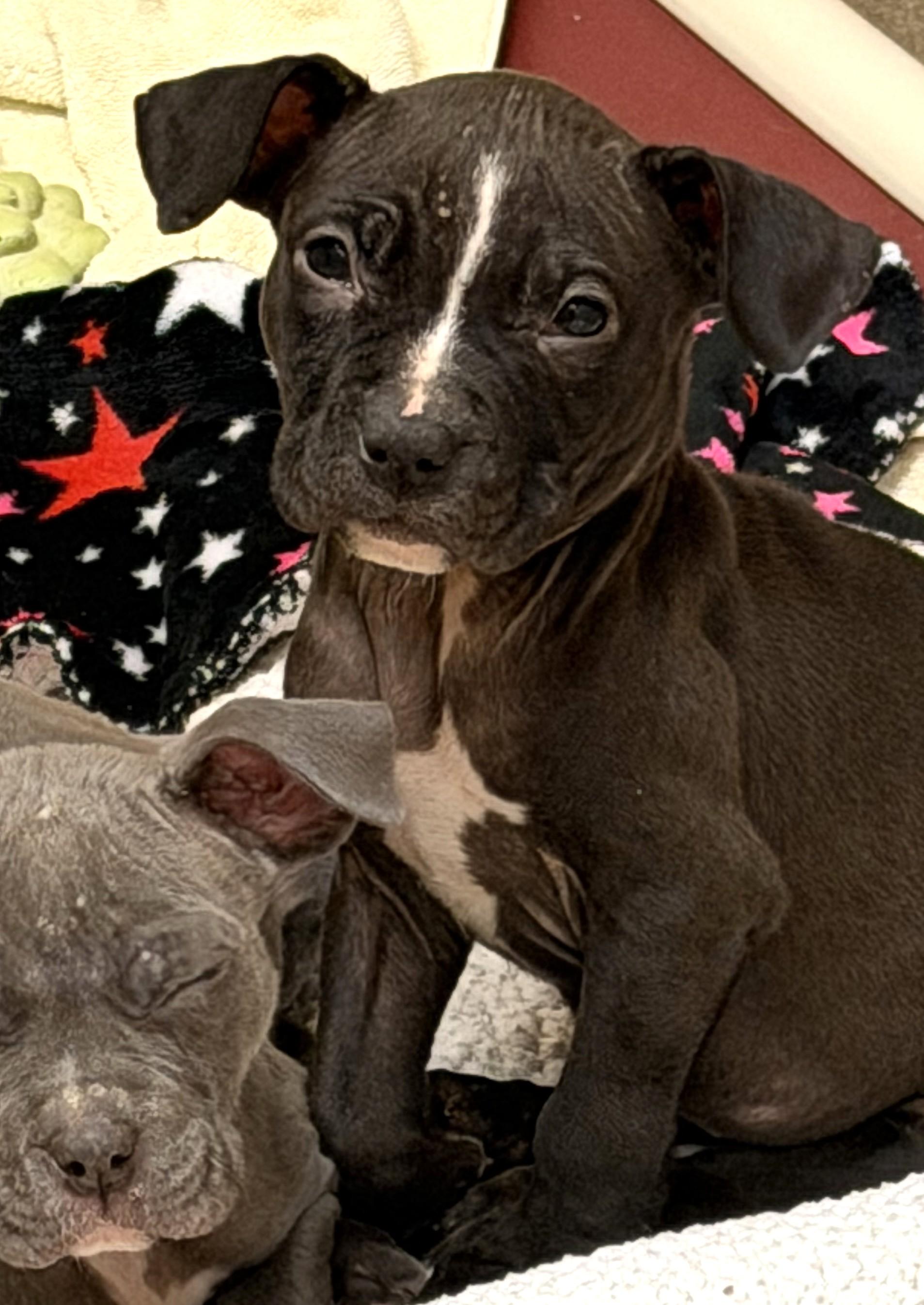 Enlarge Amy - #50526, a ADOPTABLE mixed breed in Columbia, MD image 3/3