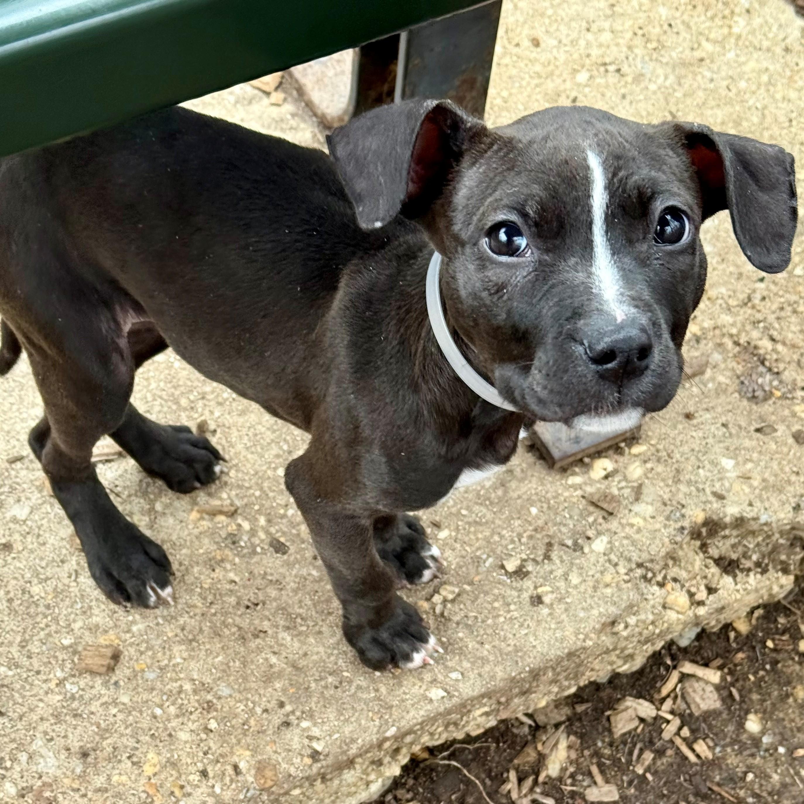 Amy - #50526, ADOPTABLE, Puppy Female Chihuahua & Pit Bull Terrier.
