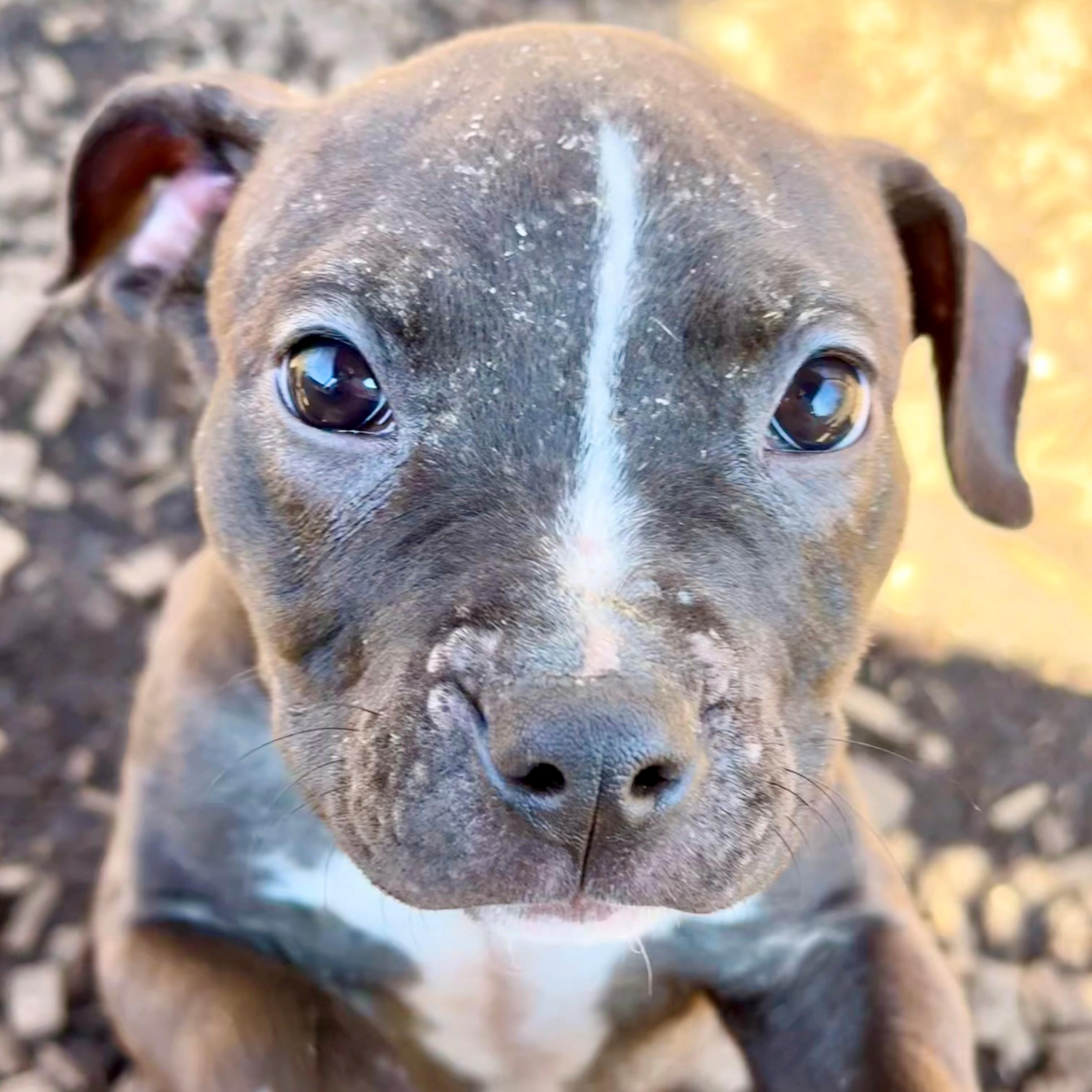 Enlarge Amy - #50526, a ADOPTABLE mixed breed in Columbia, MD image 2/6