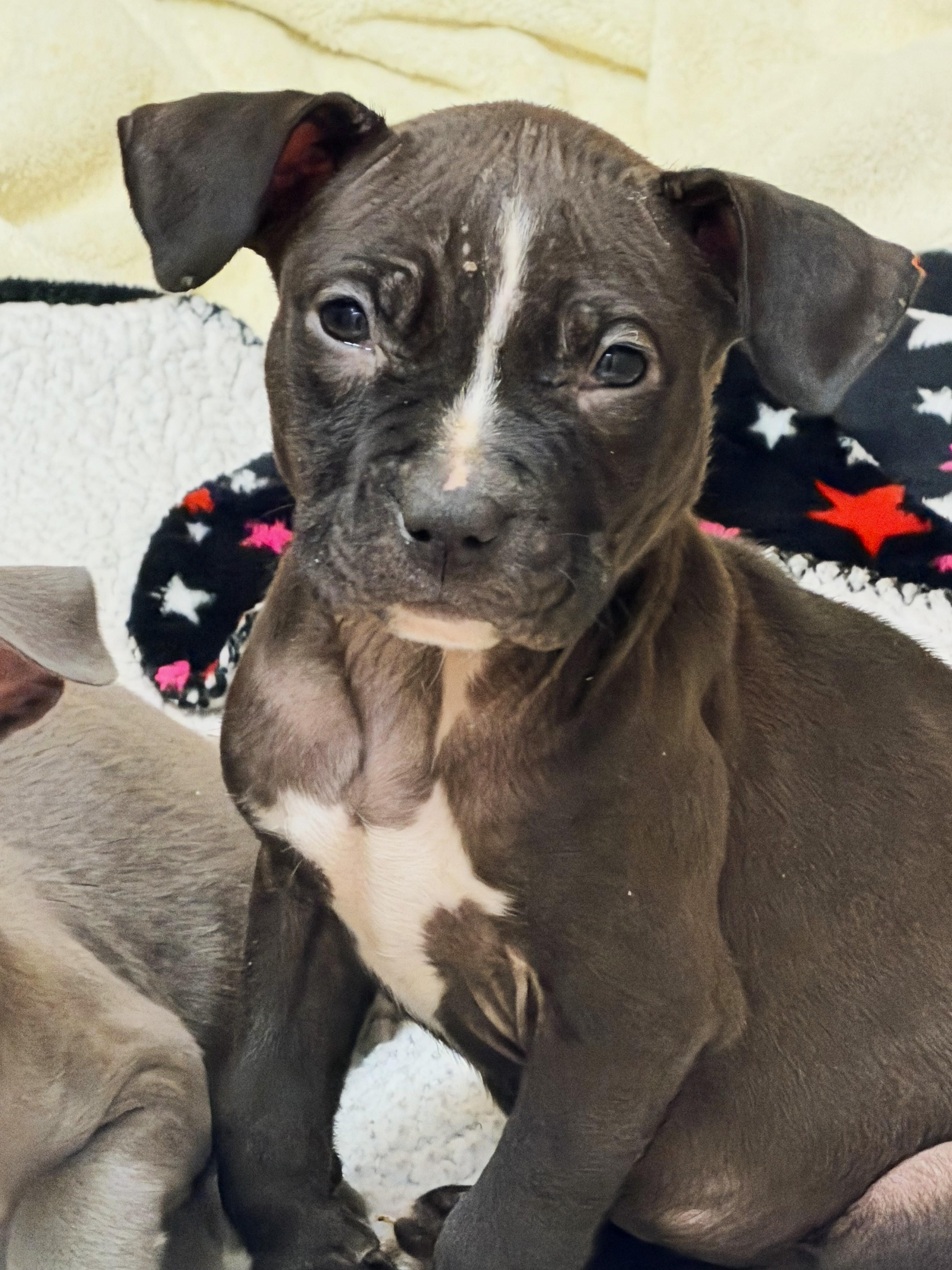 Amy - #50526, ADOPTABLE, Puppy Female Chihuahua & Pit Bull Terrier.